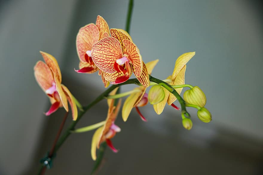 orchidėjos, gėlės, sodas, žiedlapių, orchidėjų žiedlapiai, žydi, žiedas, flora, Oranžinė dryžuota Phalaenopsis orchidėja, augalų, Iš arti