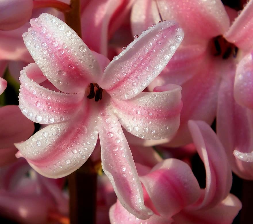 eceng gondok, enceng gondok, hyacinthus orientalis, mekar, berkembang, berwarna merah muda, bunga, musim semi, taman, flora, menanam