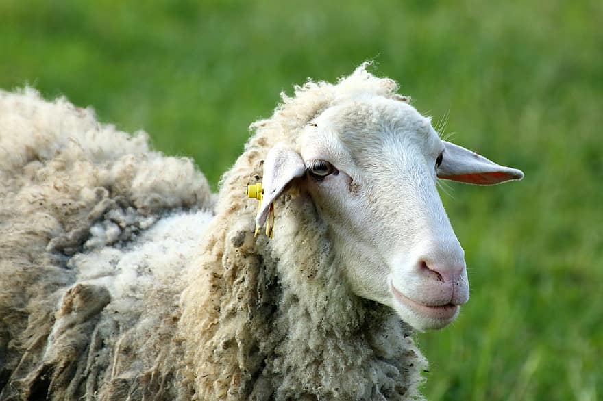 羊、ウール、群れ、牧草地、ファーム、動物、哺乳類、家畜、農村、草、自然