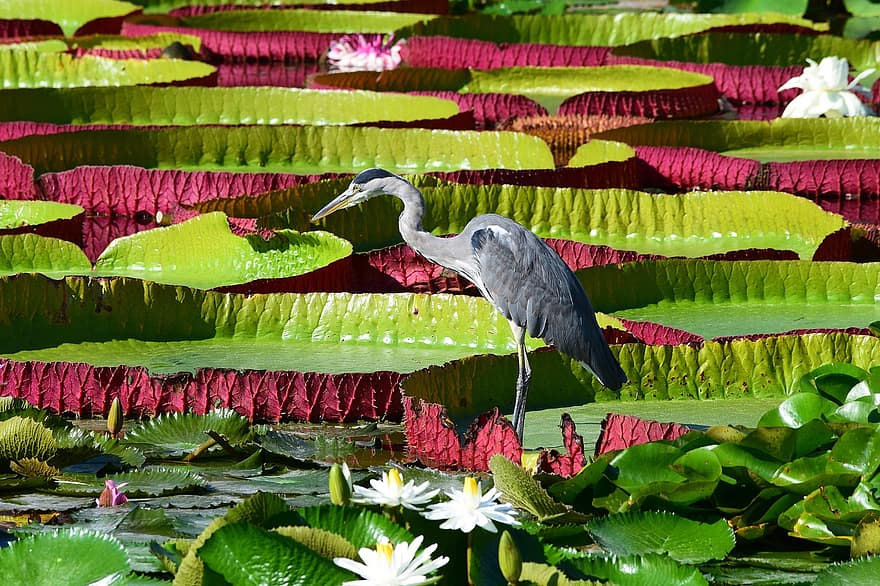 Heron, Water Lilies, Bird, Pond, Animal, Aquatic Plants, green color, water, leaf, plant, summer