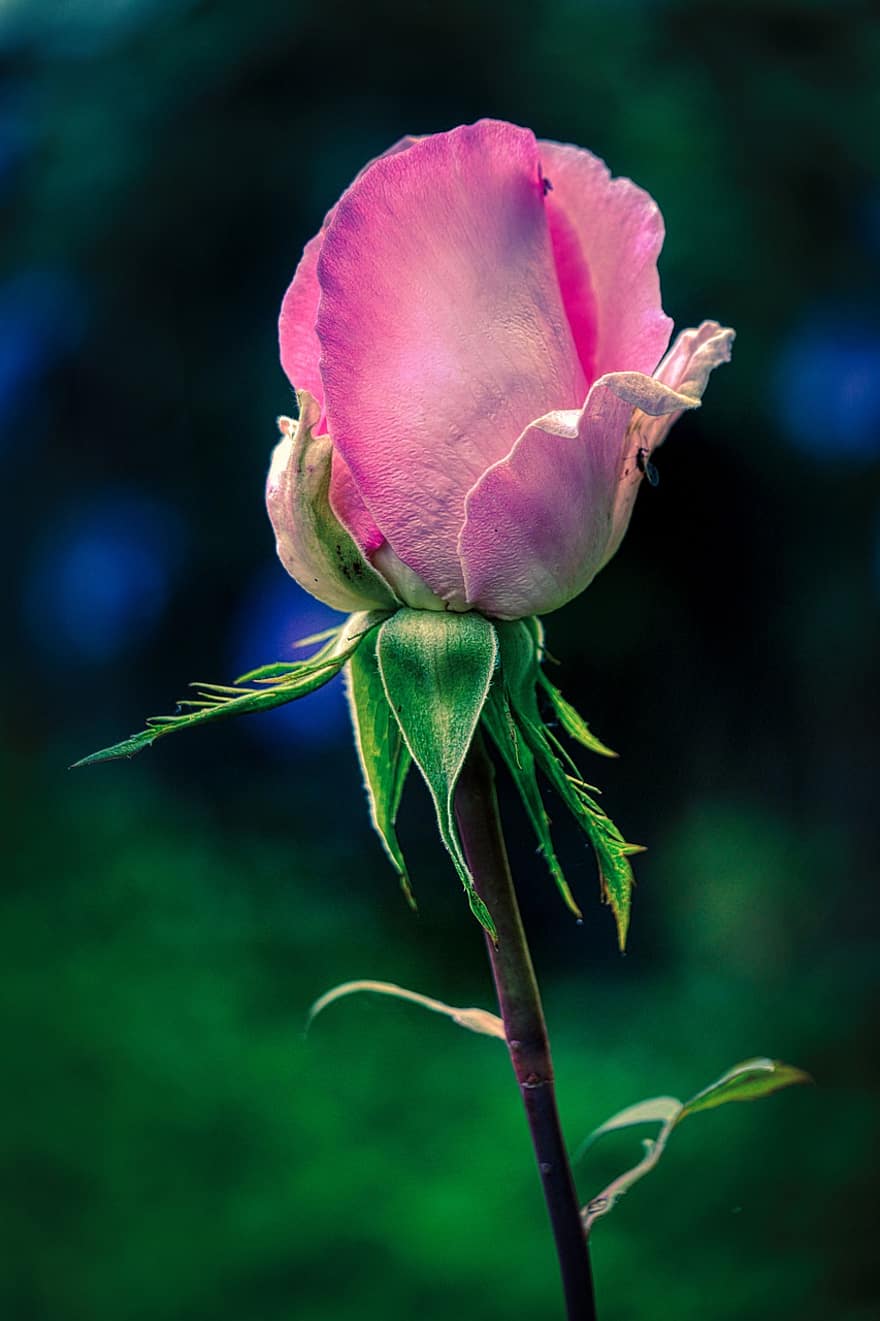 rosa, fiorire, fioritura, regalo, romantico, amore, rosa fiorita, petali, pianta, giardino, stelo del fiore