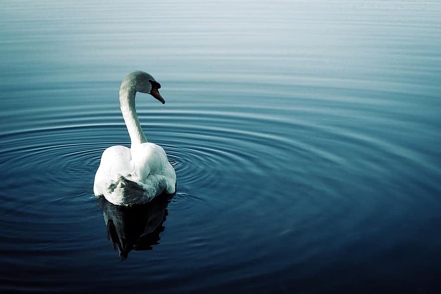 cisne, agua, fundo, pássaro, lago, orgulho, branco, pássaro aquático, Sonhe