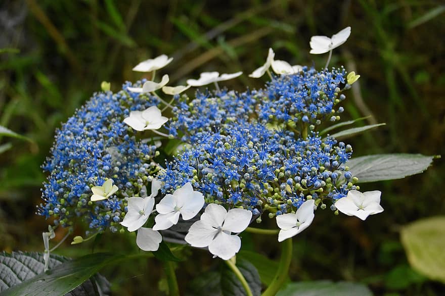 Hortensie blau, blaue blumen, weiße Blumen, blühend, grüne Blätter, Laub, Bretagne, Blume, Hortensie, romantisch, Licht