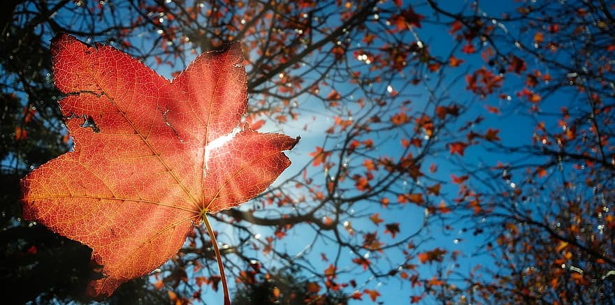 осінь, природи, лист, сонячне світло, сонячні промені, небо, шпалери, листя, падіння, сезон, дерево