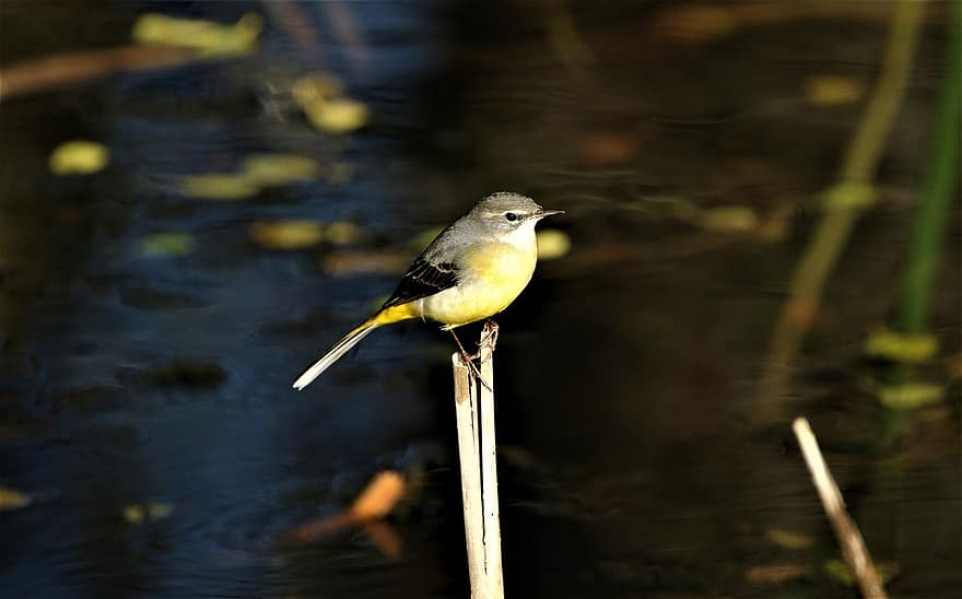 Grey Wagtail, Bird, Animal, Wagtail, Wildlife, Fauna, Wilderness, Nature, Perched