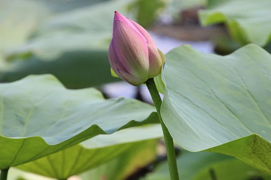 ūdensroze, Lotusa zieds, lapas, lilijas spilventiņi, lotosa lapas, ūdens augiem, augiem, pumpuru, ziedu pumpuri, raksturs, zieds