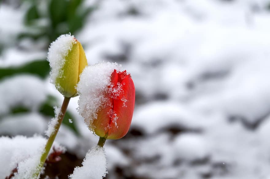 tulipány, květiny, sníh, poupata, kvetoucí květiny, mráz, Příroda, zimní, detail, sezóna, led