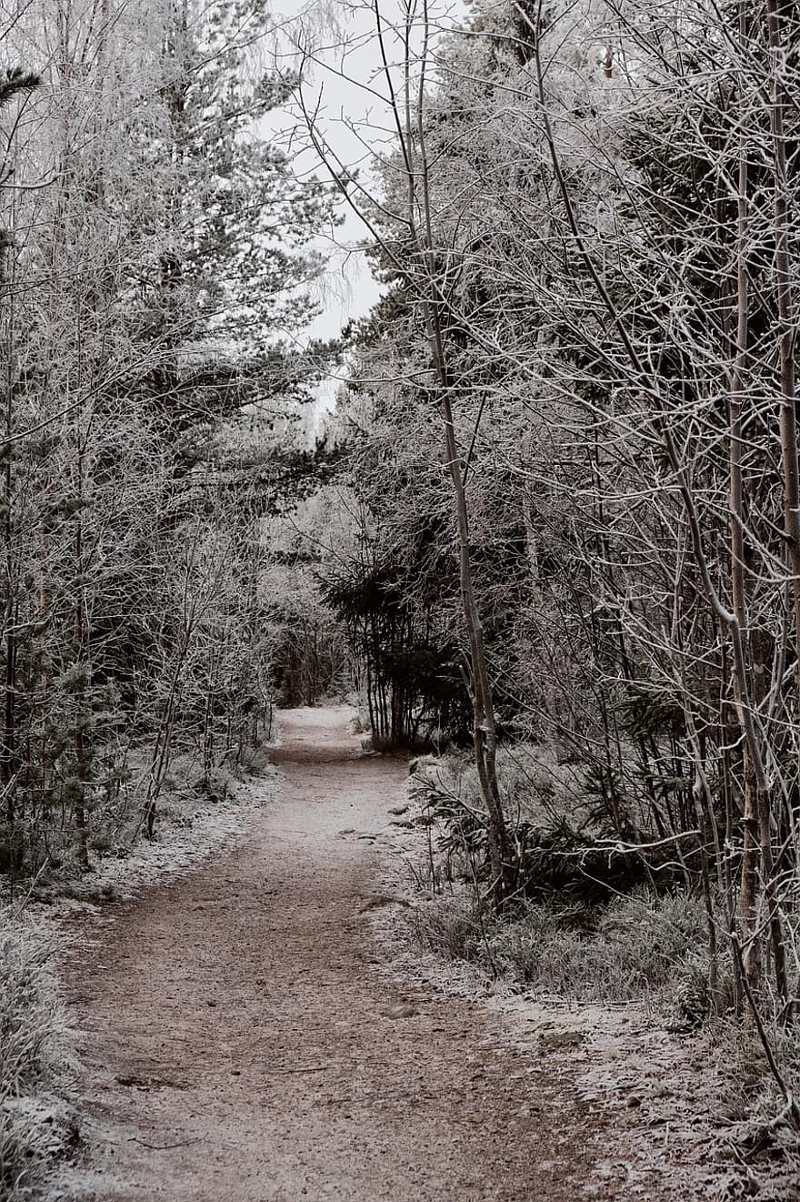 sentiero, foresta, brina, la neve, alberi, congelato, pista, boschi, freddo, paesaggio, natura