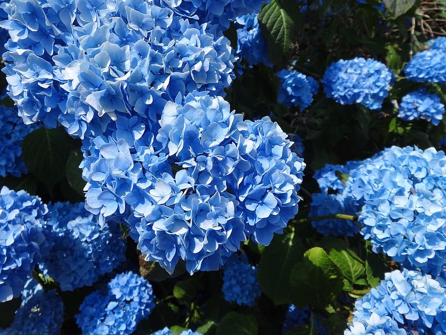 λουλούδια, ορτανσίες, ανθίζω, φύση, μπλε