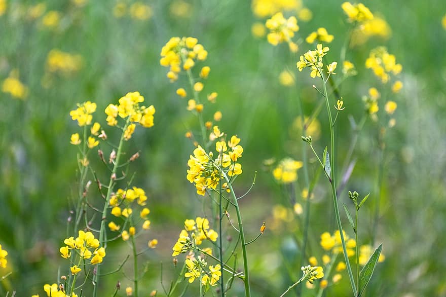 Mustard Flowers, Flowers, Yellow Flowers, Mustard, Bloom, Blossom, Nature, Plants, Spring, Wild Flowers, Yellow