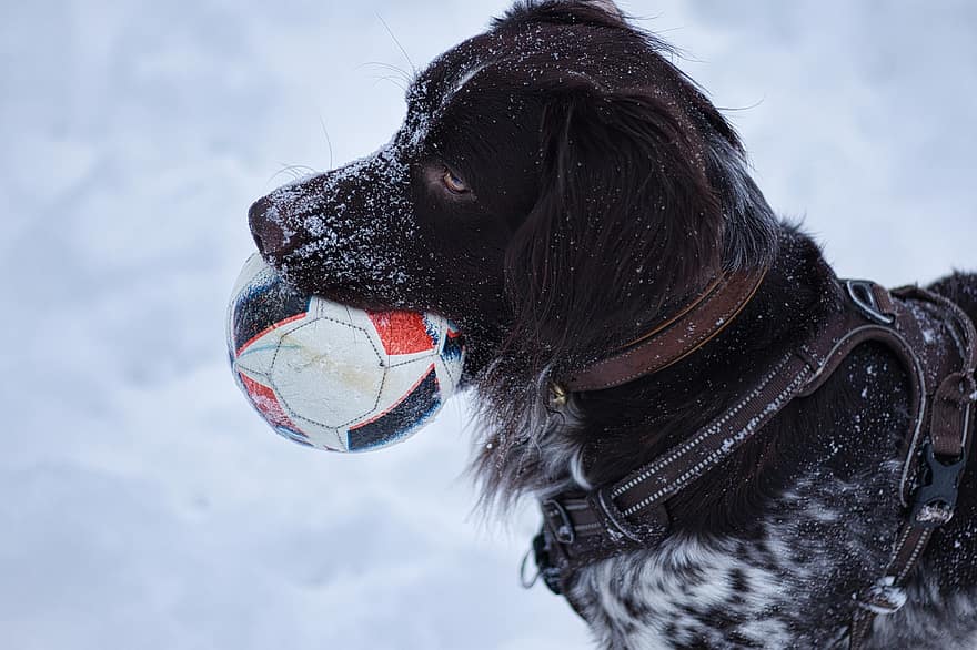 koira, noutaa, koiran-, lemmikki-, eläin, nisäkäs, talvi-, lumi, lemmikit, söpö, pallo