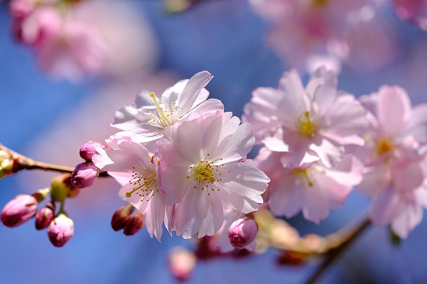 Sakura, virágok, cseresznye virágok, rózsaszín szirmok, szirmok, virágzás, virágzik, növényvilág, tavaszi virágok, természet, virág