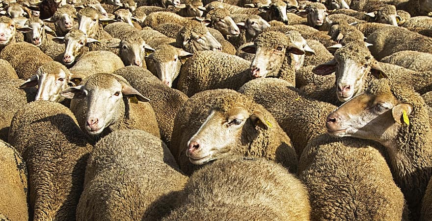 Sheep, Animals, Livestock, Flock, Herd, Farming, Agriculture, farm, rural scene, wool, grass
