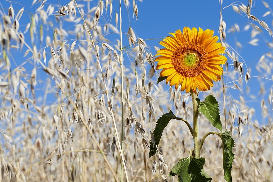 bunga matahari, bunga, kelopak, bidang, sereal, gandum, paku, panen, alam, mekar, berkembang