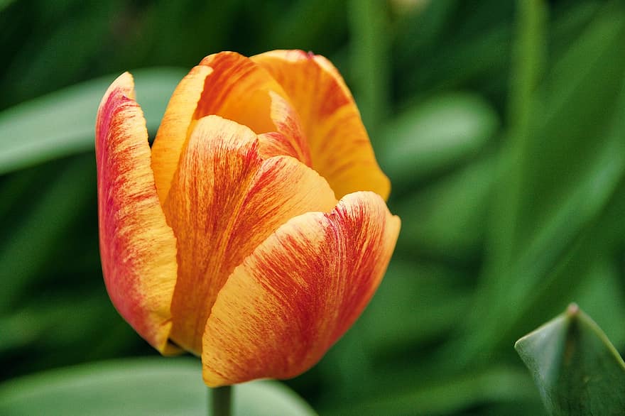 tulipa, flor, planta, pètals, flor tallada, flor de primavera, primavera, florir, jardí, naturalesa