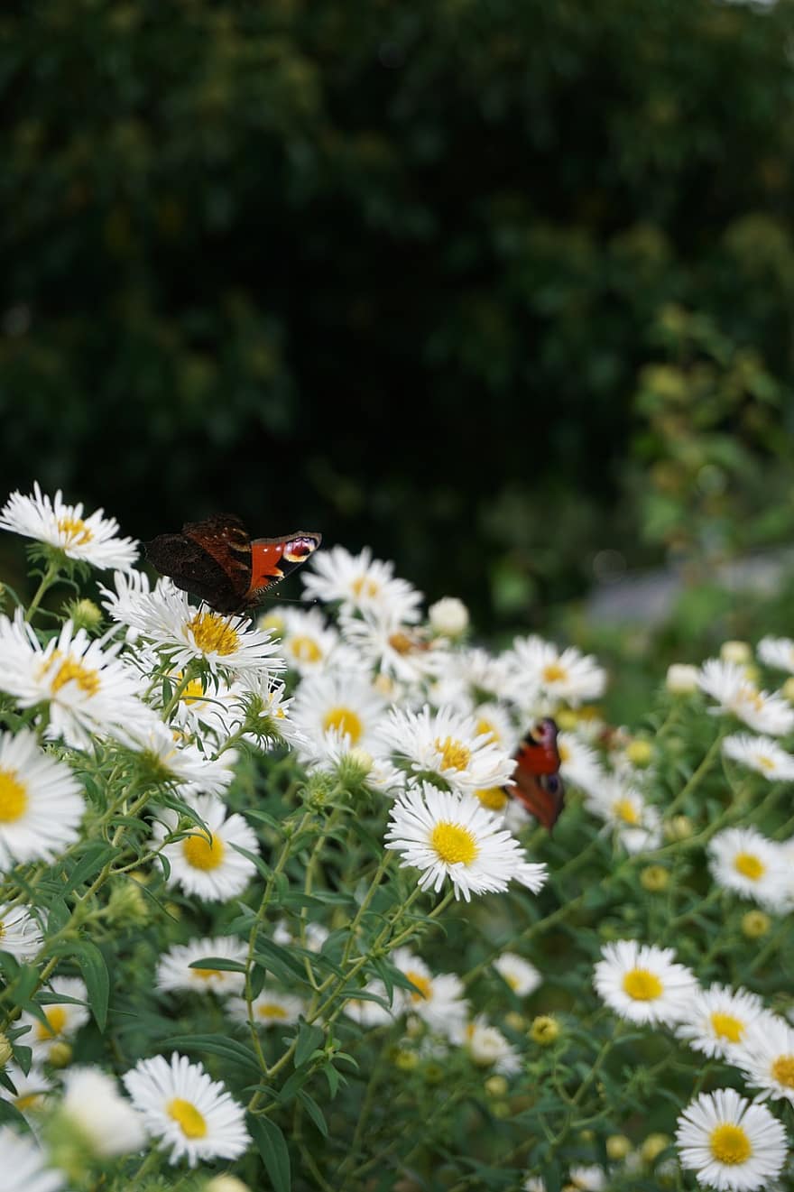 fluture, flori, polenizare, margaretă, insectă, entomologie, grădină, natură