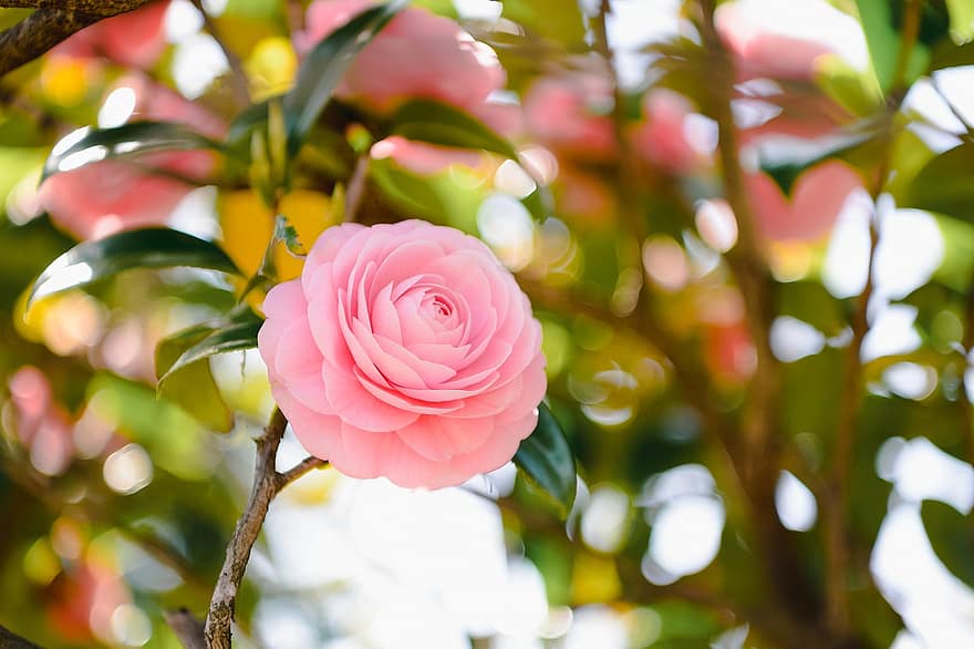 Flower, Camellia, Bloom, Blossom, Botany, Spring, Seasonal, Nature, Petals, Japan, Landscape