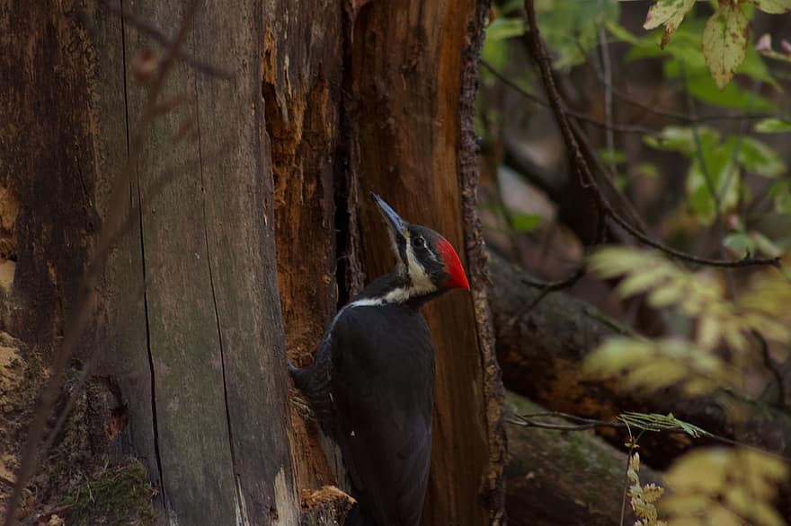 Pileated Woodpecker, Bird, Tree, Woodpecker, Animal, Wildlife, Fauna, Wilderness