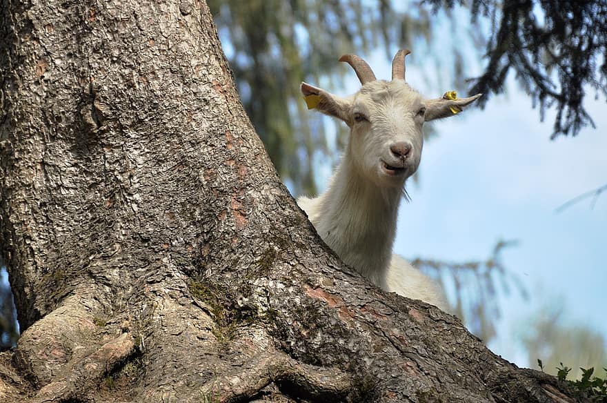 Goat, Livestock