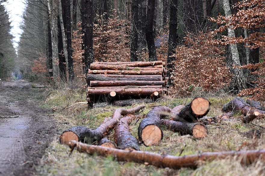 dřevo, protokoly, kmen, palivové dříví, Kousky dřeva, dřevěný, lesnictví, textura, odlesňování, les, strom