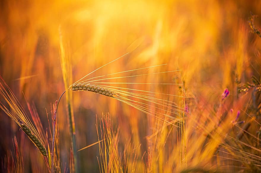 зърнени храни, пшеница, поле, изгрев, залез, шип, зърна, растения, селско стопанство, лято, природа