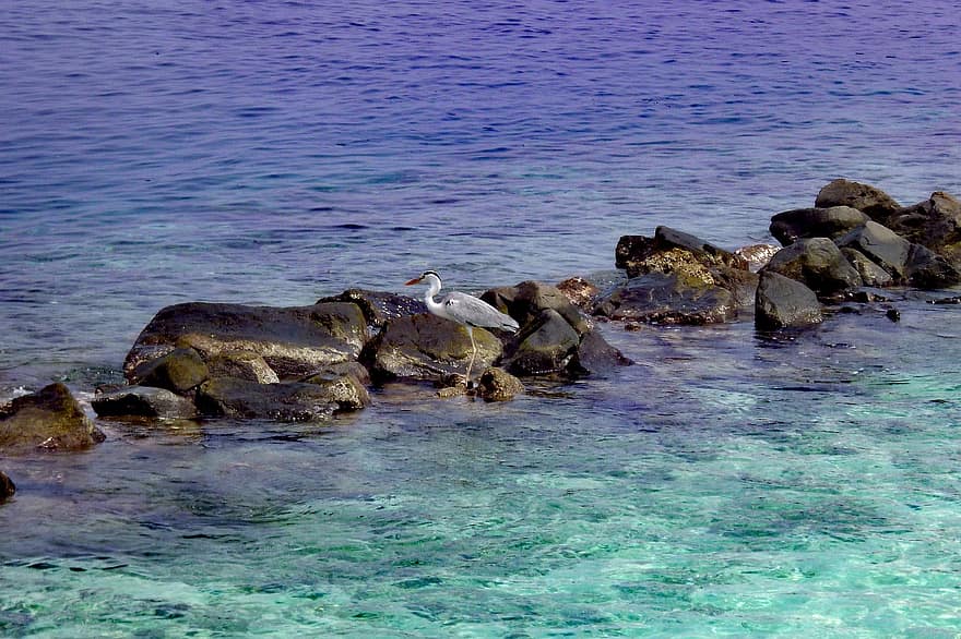 Maldivas, paraíso, mar, Oceano, agua, línea costera, azul, animales en la naturaleza, verano, pico, Gaviota