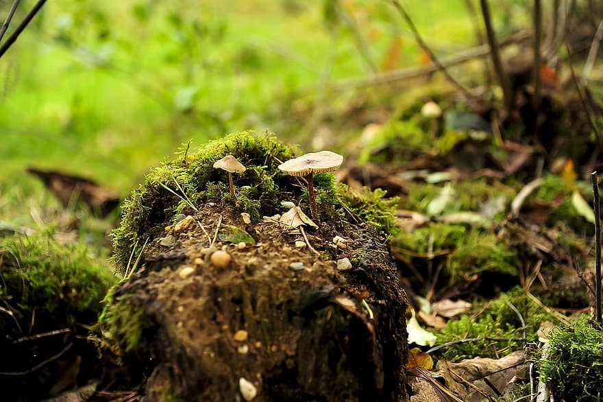 Nature, Forest, Mushrooms, Wood, Stump, Moss, Tree, Toadstools, Fungi