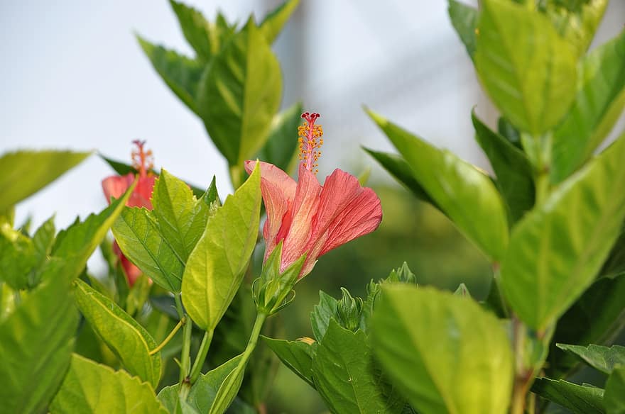 Hibiscus, Flower, Plant, Red Flower, Petals, Pistil, Bloom, Leaves, Nature