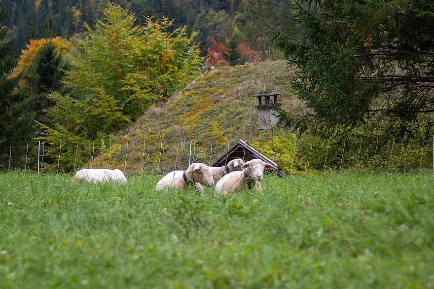 får, djur, äng, däggdjur, boskap, djurhållning, bete, lantlig, landsbygden, bernese oberland