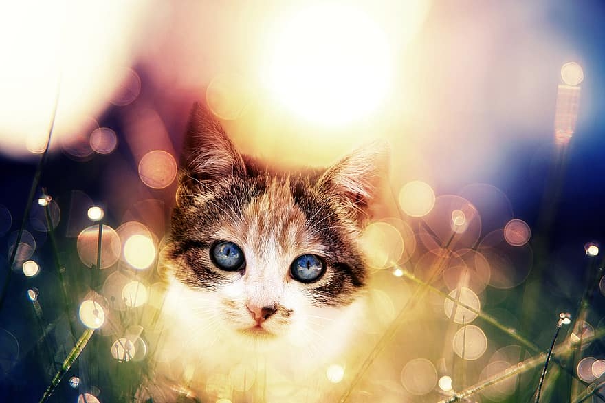Cat, Feline, Portrait, Kitten, Cute, Great, Animal, Nice, Pet, Domestic Cat, Animal World