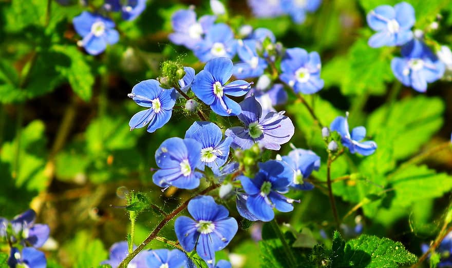 ziedi, ziedošs, jomā, pavasarī, zieds, augu, tuvplāns, vasarā, lapas, zaļā krāsa, zils