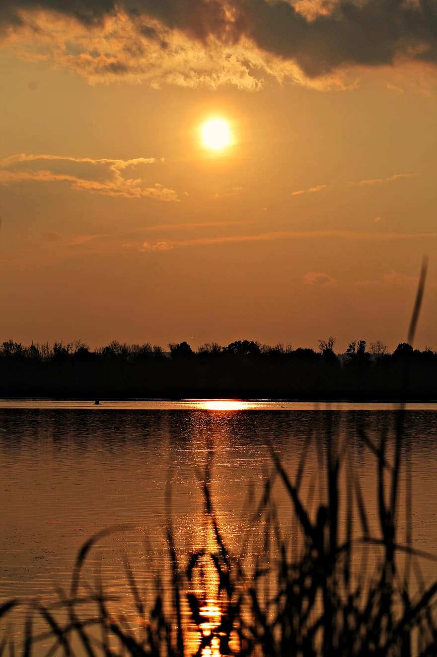 Sunset, Lake, Dusk, Sun, Silhouettes, Reeds, Reedy, Water, Forest, Landscape, Nature