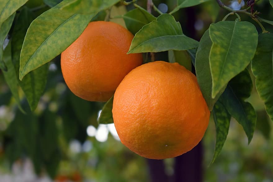 pomarańcze, drzewo pomarańczowe, owoc, świeżość, owoc cytrusowy, liść, jedzenie, organiczny, zielony kolor, zbliżenie, Pomarańczowy