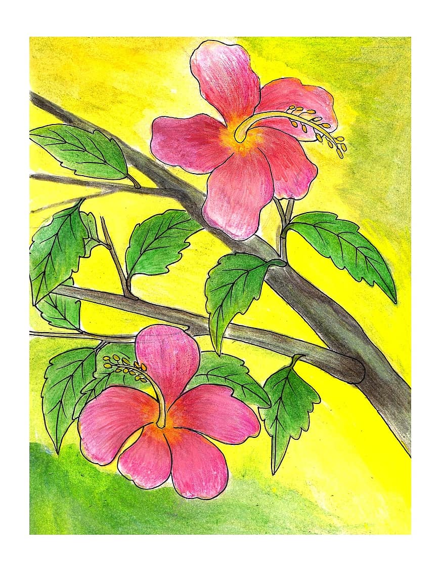 hibiscus, bloem illustratie