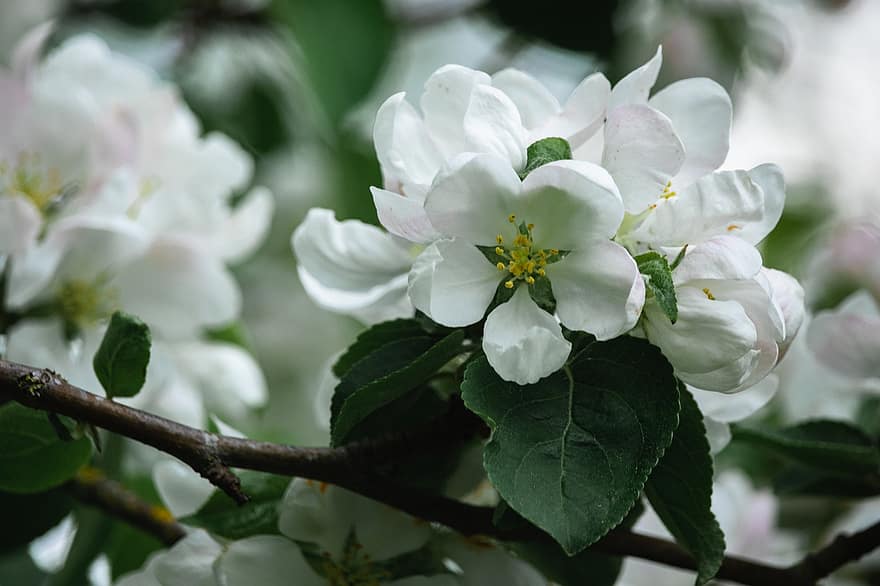 μηλιά, λουλούδια, λευκά λουλούδια, φράζω, άνθη μήλου, κλαδί, ανθίζω, άνθος, χλωρίδα, φύση, άνοιξη