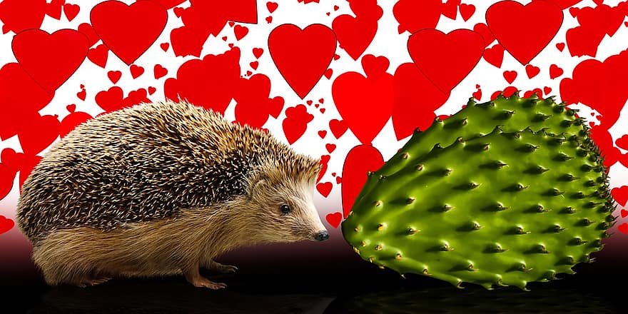 Hedgehog, Cactus, Love, Animal, cute, small, rodent, one animal, close-up, thorn, animals in the wild