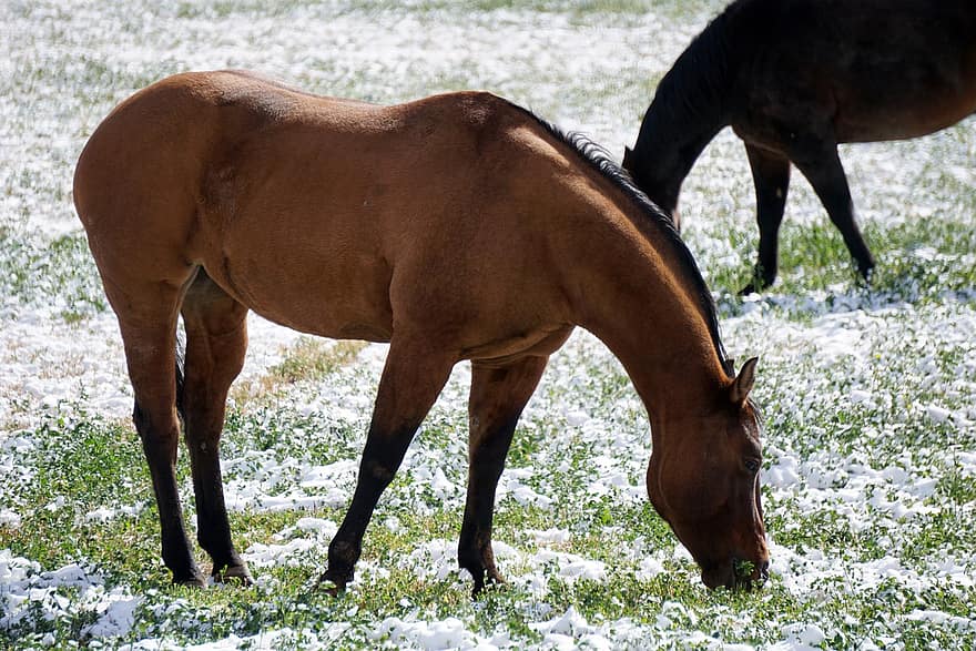 кінь, конячий, кінний спорт, трави, сніг, тварина