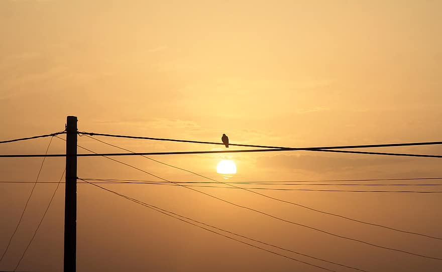 puesta de sol, Paloma, cables, silueta, pájaro, mirlo, posado, Dom, luz del sol, cielo, nubes