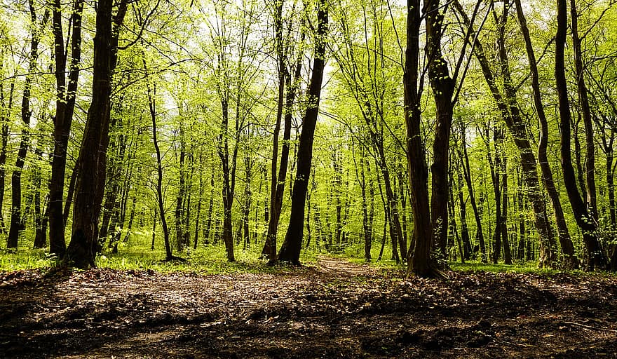 boschi, alberi, foresta, radura, sentiero, pista, sentiero nel bosco, natura, Transilvania, primavera