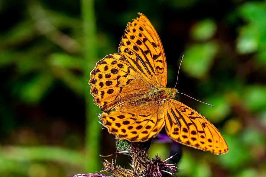 Fritillary, Butterfly, Wing, Antennas, Insect, Edelfalter, Argynnis Paphia, Nature