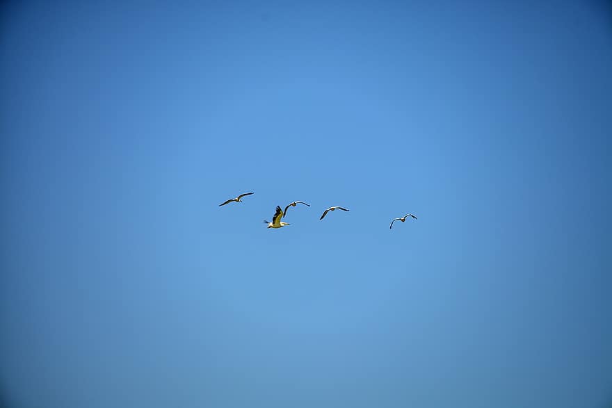 ptaki, latający, niebo, trzoda, Zwierząt, dzikiej przyrody, skrzydełka, lot, migracja, niebieski, zwierzęta na wolności
