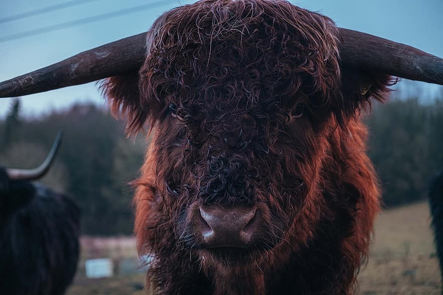 highland kráva, kráva, zvíře, skot skotský, dobytek, savec, hospodářských zvířat, pole, hospodařit, venkov, detailní