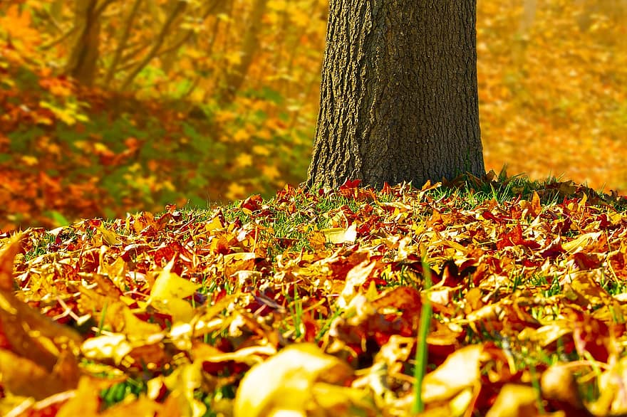 葉、秋、接地、乾いた葉、パーク、自然、落葉、カラフル、赤、オレンジ、木