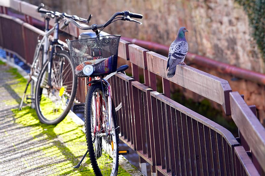 голуб, велосипед, на відкритому повітрі, діяльність, циклів, перила мосту, транспортування, впритул, вид транспорту, літо, їзда на велосипеді