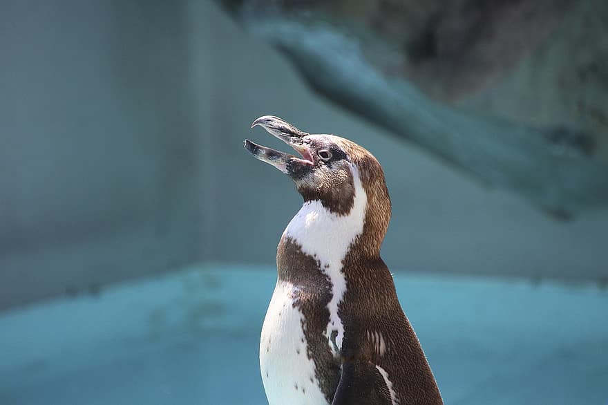 pingüí, animal