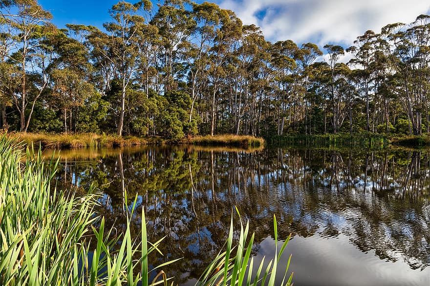 Pond, Trees, Grass, Forest, Woods, Woodlands, Bank, Reflection, Water, Water Reflection, Landscape