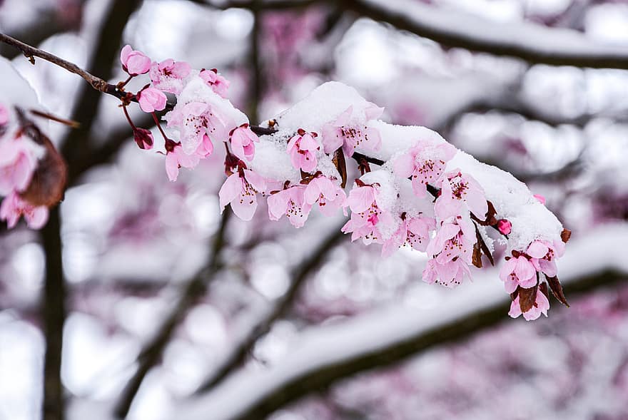 primăvară, lemn, petale, roz, sakura, floral, a inflori, natură, cires, floră, parc