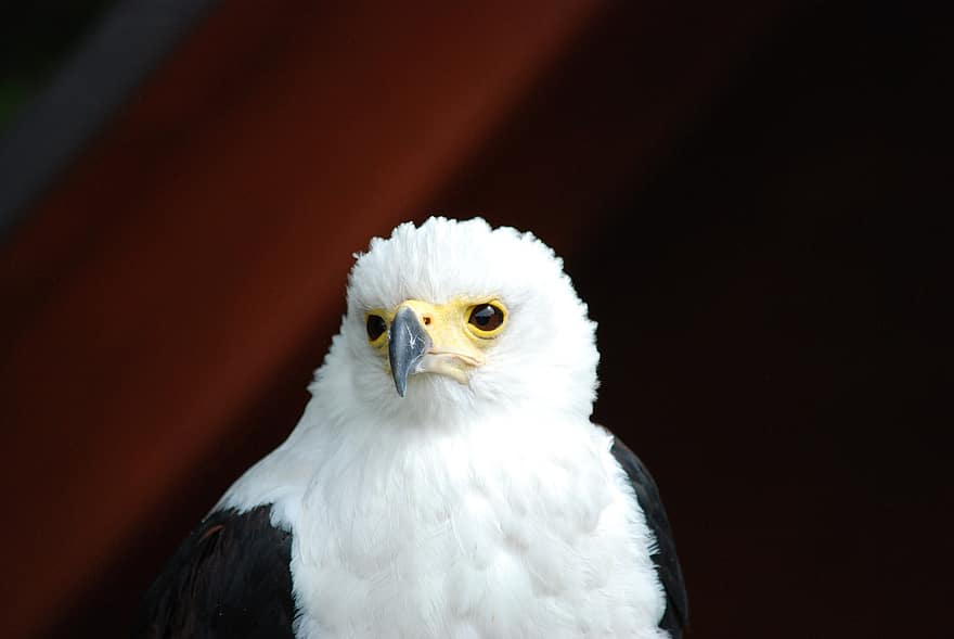 белоголовый орлан, орлан-белохвост, раптор, птица, клюв, хищная птица, природа, перья, оперение, пр, птичий
