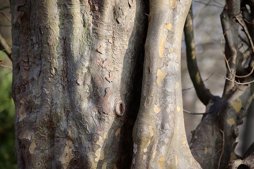 ironwood træ, parrotia persica, bark, struktur, træ, Skov, afdeling, blad, plante, baggrunde, tæt på