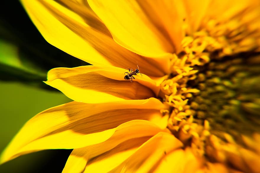 bunga matahari, semut, serangga, alam, kepik, wallpaper, kumbang, musim semi, hewan, bug, bunga